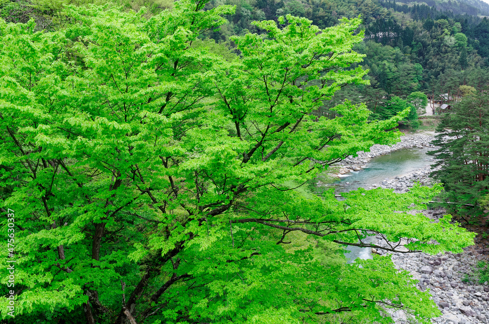 新緑と清流 新緑と清流