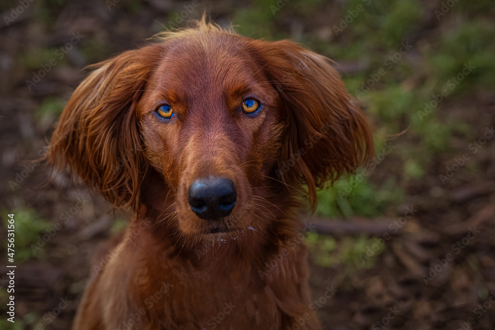 2021-12-17 A CLOSE UP PORTRAIT SHOT OF A SMALL RED COATED DOG LOOKING UP AT MARYMOOR DOG PARK IN REDMOND WASHINGTON 2021-12-17 A CLOSE UP PORTRAIT SHOT OF A SMALL RED COATED DOG LOOKING UP AT MARYMOOR DOG PARK IN REDMOND WASHINGTON