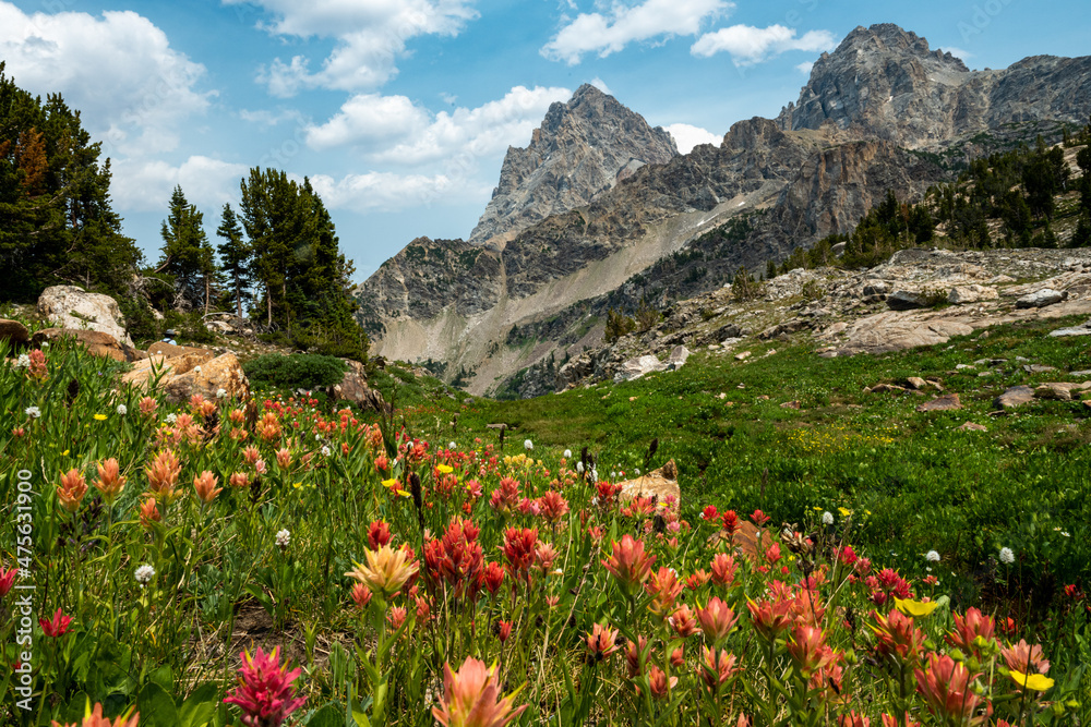 Orange Paintbrush Cover the Hillside Below Hurricane Pass Orange Paintbrush Cover the Hillside Below Hurricane Pass