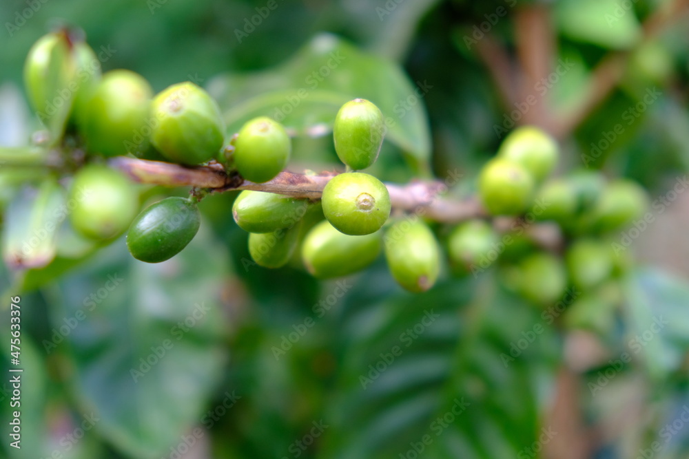 Costa Rica Rincon de la Vieja National Park - Coffee beans - Coffee fruit