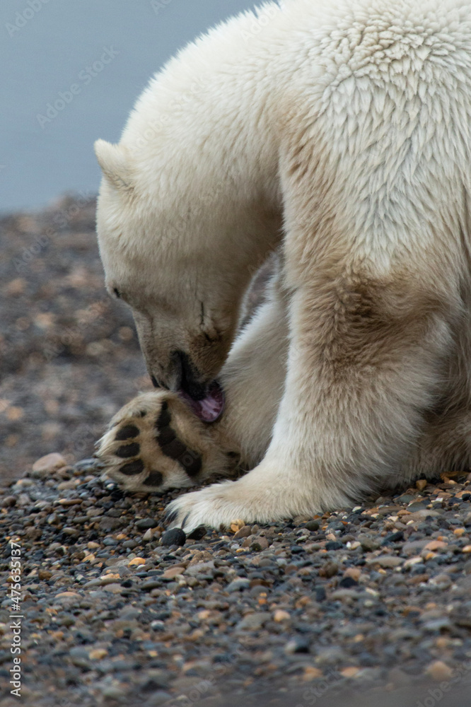 Obraz premium polar bear cub
