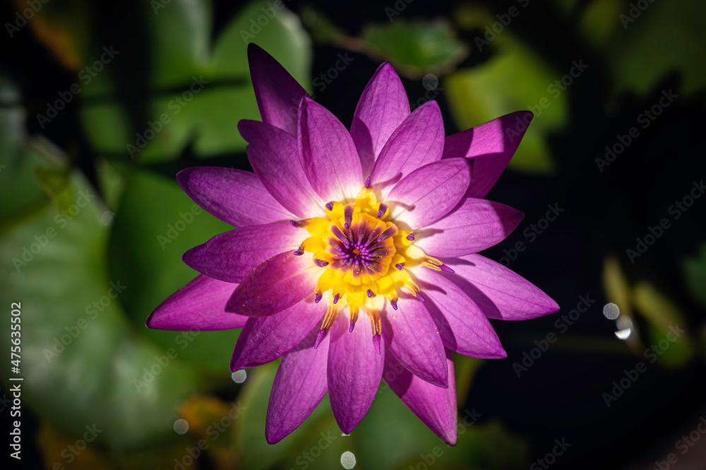 Purple and pink lotus flower in the pond.
Purple and pink lotus flower in the pond.