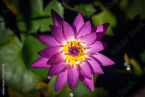 Purple and pink lotus flower in the pond.