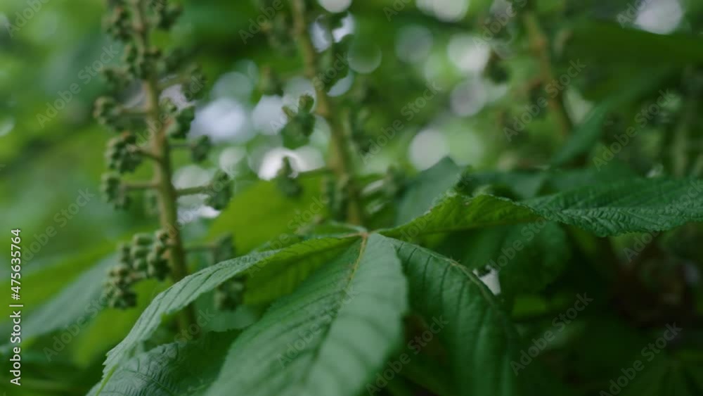 Green tree leafs blossoming against sky in closeup. Meditative nature view. Green tree leafs blossoming against sky in closeup. Meditative nature view.