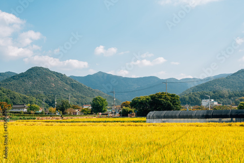Golden paddy field and countryside village in Daegu, Korea