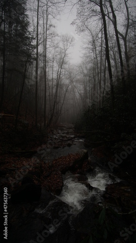 River trail with rocks surrounded by fog in the forest