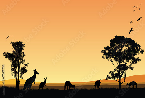 Family of Kangaroos feed in the sunset
