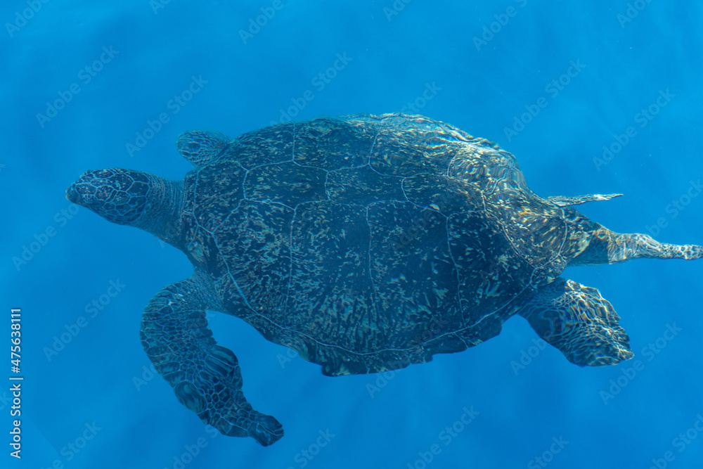 Fototapeta premium Similan and Surin Island SCUBA diving TRIP