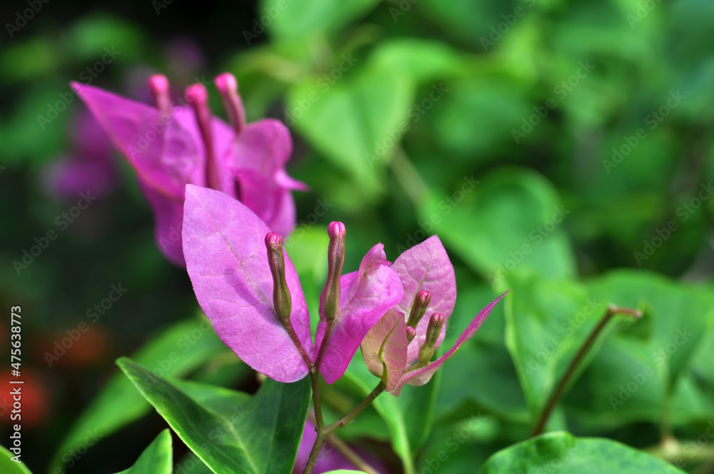 Close-up of Bougainvillea spectabilis flower nature outdoor photography Close-up of Bougainvillea spectabilis flower nature outdoor photography