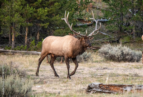 Fototapeta Naklejka Na Ścianę i Meble -  Bull Elk 3