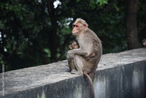 cute little Indian baby monkey with its mother found in hilly areas © vasanth