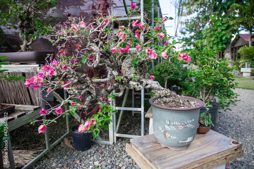 Selective focus shot of bonsai plants in the garden photo