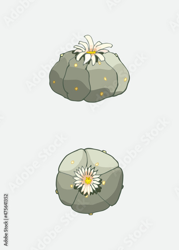 fresh green home decor garden succulent peyote top and side view isolated image