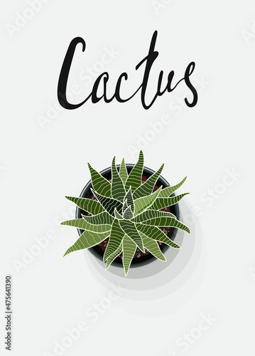 poster fresh green home decor art house plant the view from the top cactus Haworthia in a pot with lettering