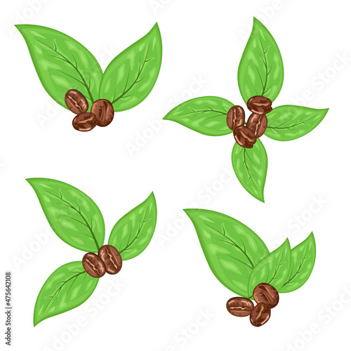 Coffee beans leaves lef green concept plant illustration vector grains