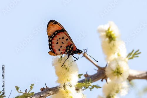 Ein Kleiner Monarch saugt in der Seitenansicht an einer Blüte photo