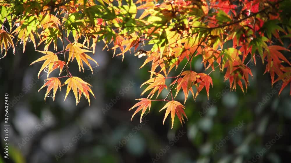 red marple in hangzhou public park in late autumn
red marple in hangzhou public park in late autumn