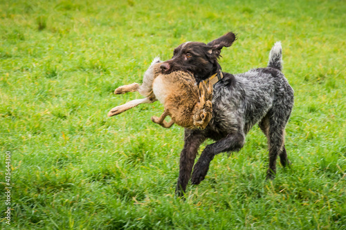 Closeup of a German Drahthaar hunting dog holding a dead rabbit with its mouse running in the field photo