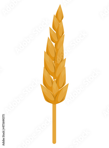 spike wheat golden
