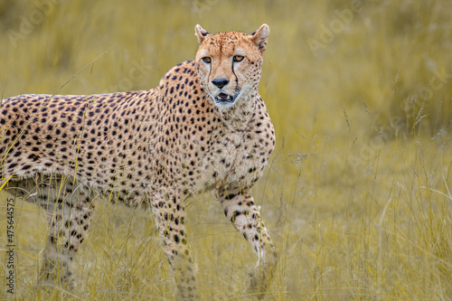 Tablou canvas Selective focus shot of an Asiatic cheetah in a field