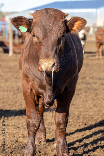 Feedlot cow with Bovine Respiratory Disease