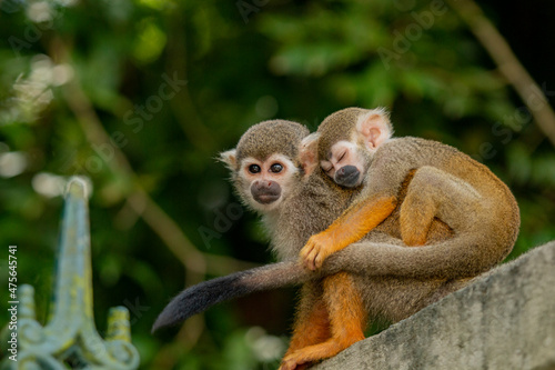 Macaco