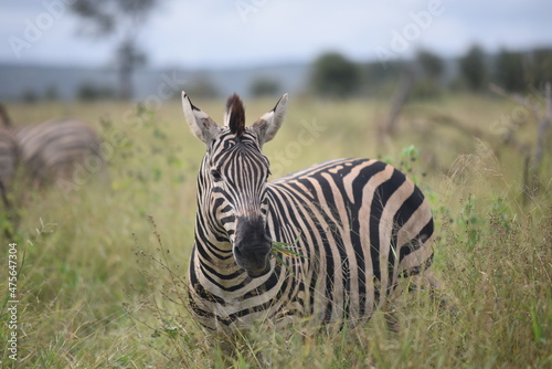 A beautiful African Zebra looking straight in the field of grass and tree and sunny sky with a few clouds