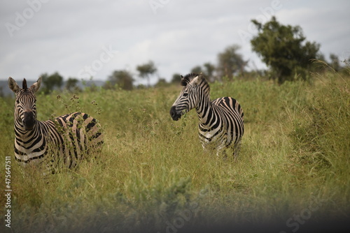 Two African Zebras running in th field with trees in the background sunny day with a few clouds