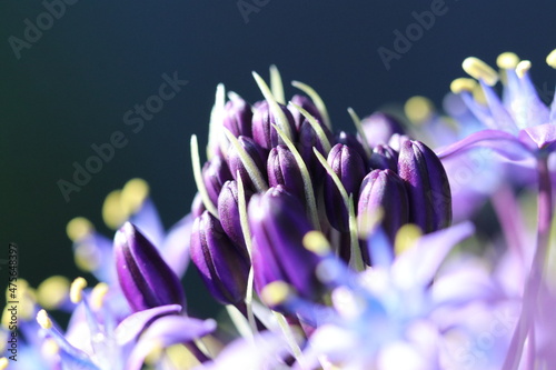 Beautiful blue purple colored ”Cuban lily (Schiller Peruviana)” flower super macro closeup photograph. 美しく咲く「おおつるぼ（大蔓穂・シラー・ペルビアナ）」の花頭を超・マクロ接写撮影。