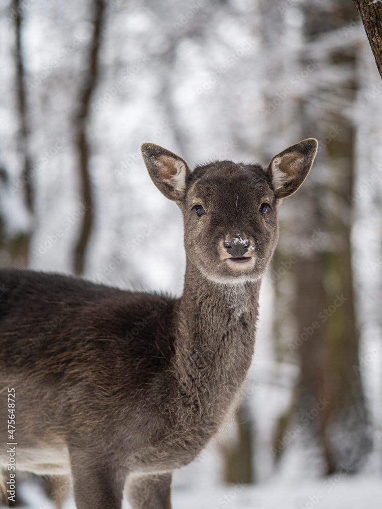 deer in the forest deer in the forest