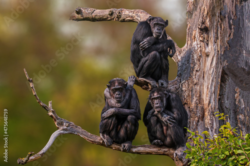 Fotografiet 3 west african chimpanzee sitting in a tree