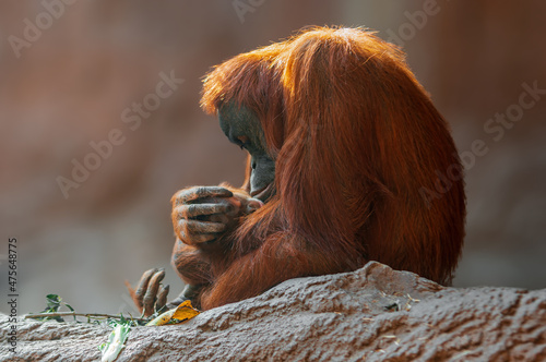 orangutan mother cares for her baby