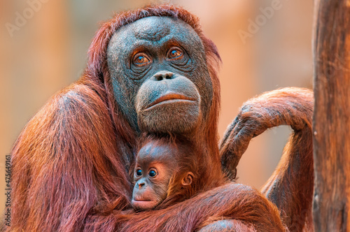 orangutan mother cares for her baby