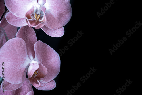 Pink large moth orchif flowers isolated on black background. Few colorful blooms closeup of Phalaenopsis. Selective focus on the details, blurred background. photo