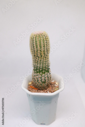 Cactus, a plant in the family Cactaceae, is a plant native to the desert. Cactus can stand still. even in the barren desert Mammillaria elongata, Golden Lace Cactus or Cactus Native to central Mexico