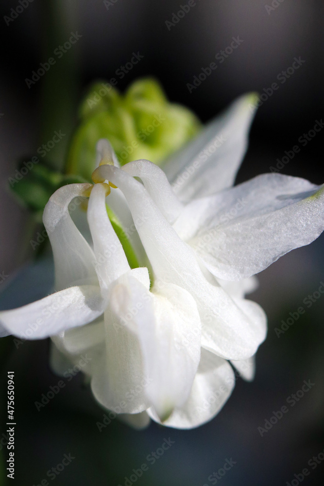 Fototapeta premium White Columbine flower closeup macro photograph. 白花オダマキの花をマクロ接写撮影。