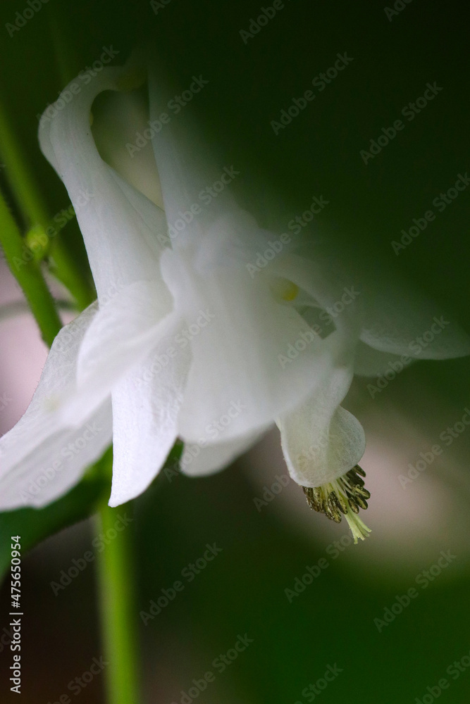 White Columbine flower closeup macro photograph. 白花オダマキの花をマクロ接写撮影。 White Columbine flower closeup macro photograph. 白花オダマキの花をマクロ接写撮影。