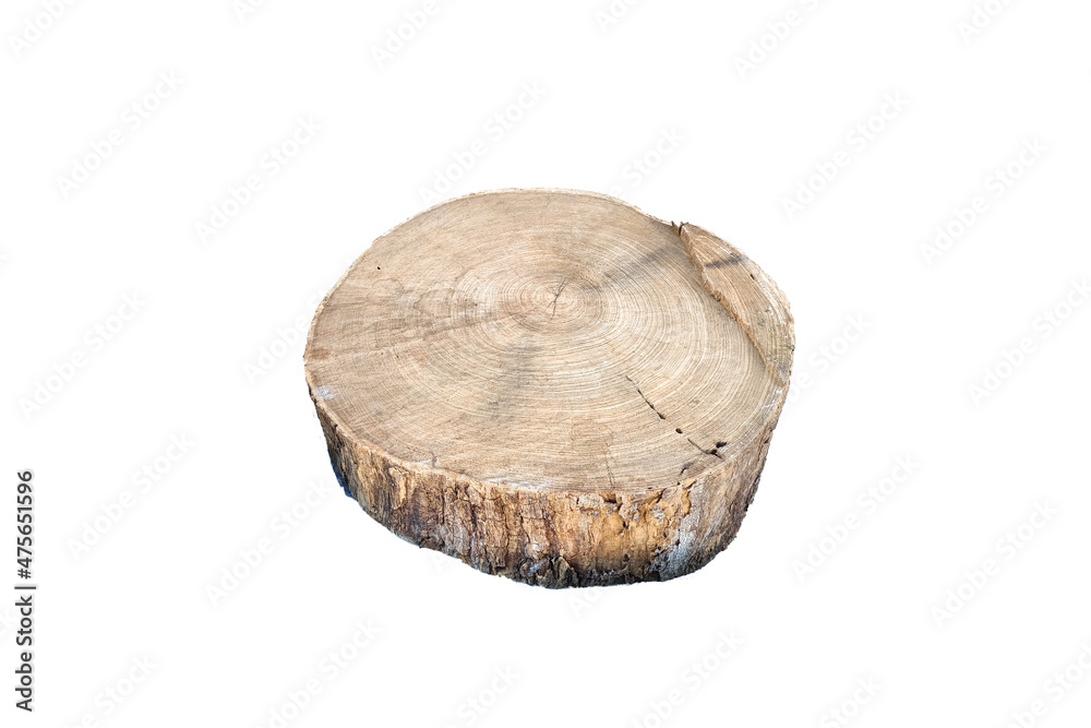 cut tree trunk on isolated white background cut tree trunk on isolated white background