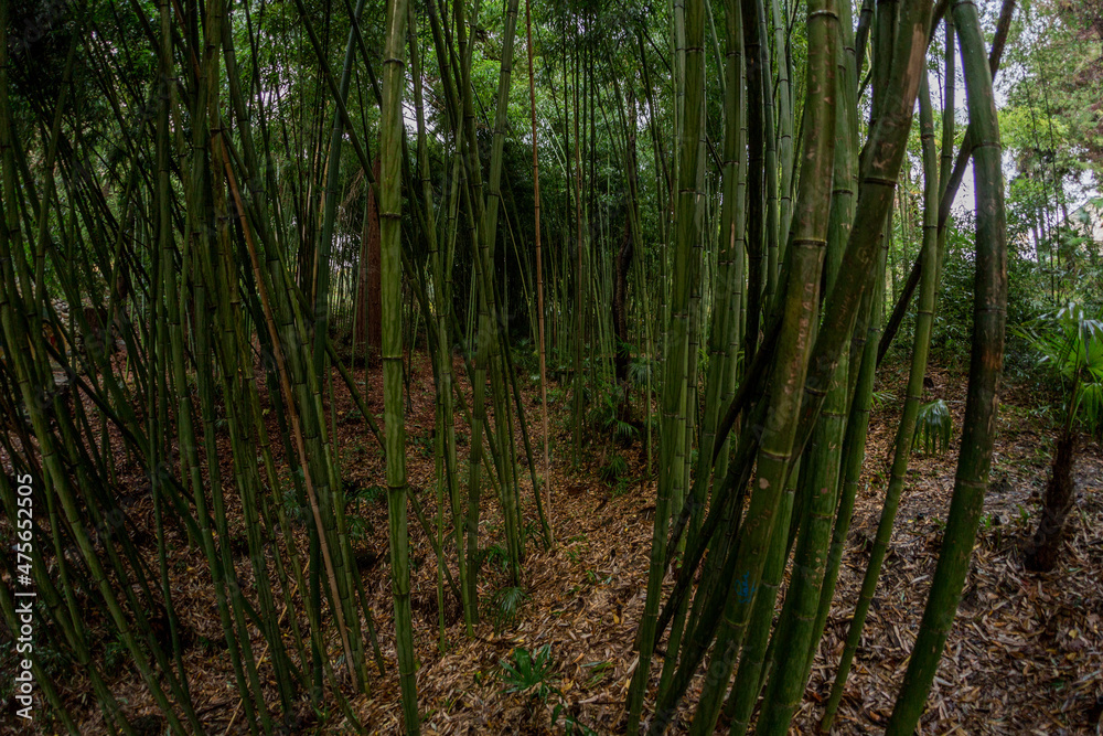 bamboo forest in the morning bamboo forest in the morning