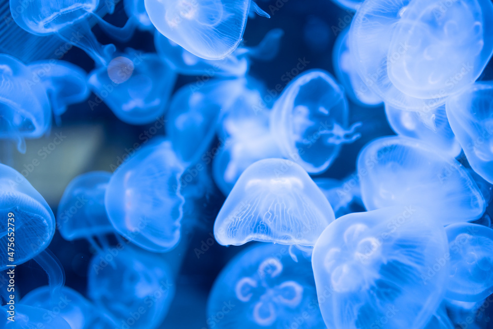Closeup of Sea Moon jellyfish translucent blue light color and dark background. Closeup of Sea Moon jellyfish translucent blue light color and dark background.