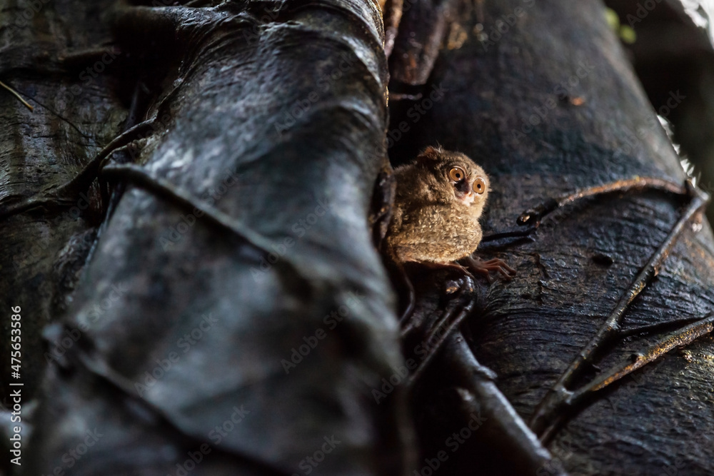 Spectral tarsier sits on the tree,Tangkoko National Park, Indonesia Spectral tarsier sits on the tree,Tangkoko National Park, Indonesia