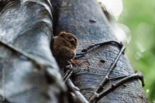 Tiny spectral tarsier on the tree, Tangkoko National Park, Indonesia