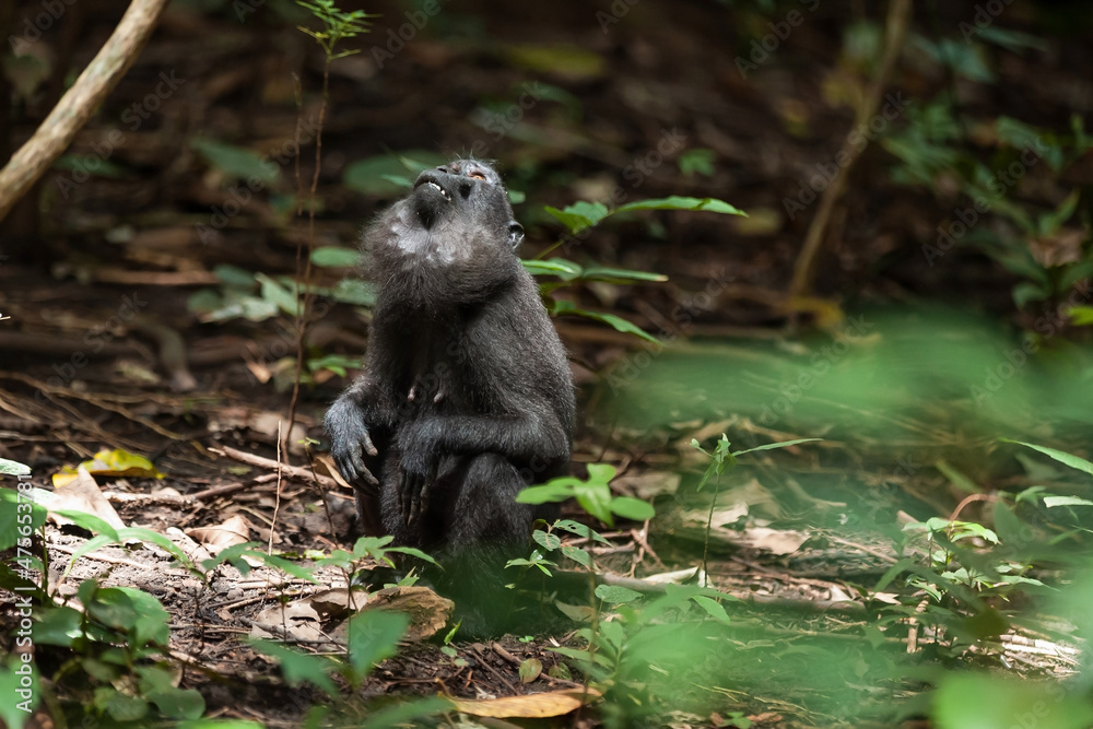 Obraz premium A female Celebes crested macaque sits on the ground and looks up, Tangkoko National Park, Indonesia
