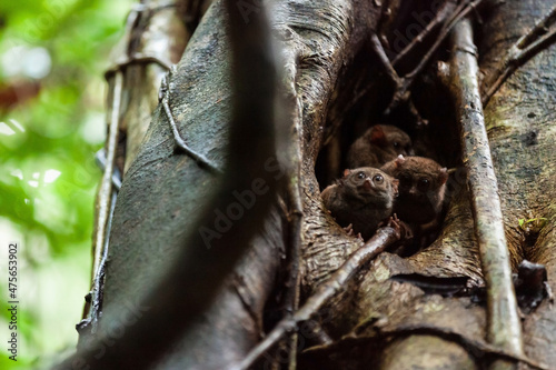 A family of spectral tarsier is peeking out of the tree hollow, Tangkoko National Park, Indonesia photo