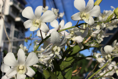 White orchids under an open blue sky on the street.