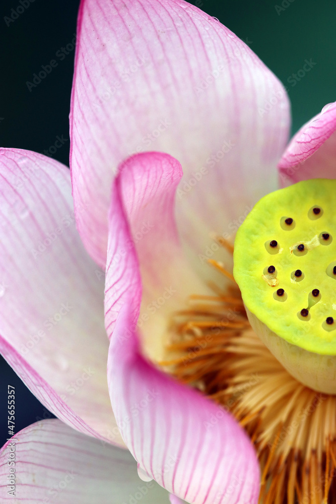 Exotic and beautiful pink and white Exotic and beautiful pink and white