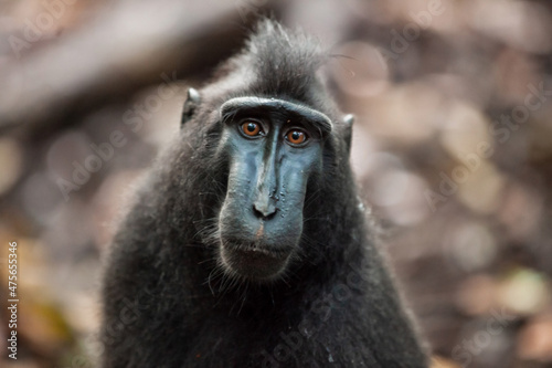 A portrait of a cute and sad macaque, Tangkoko National Park, Indonesia
