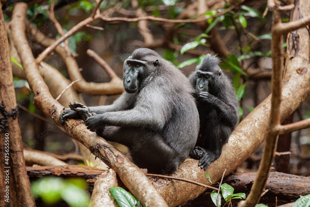 Two Celebes crested macaques taking care of each other, Tangkoko National Park, Indonesia Two Celebes crested macaques taking care of each other, Tangkoko National Park, Indonesia