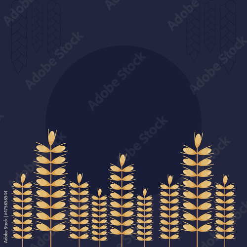 wheat spikes cultive photo