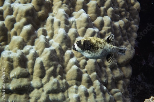 The underwater life of the Red Sea